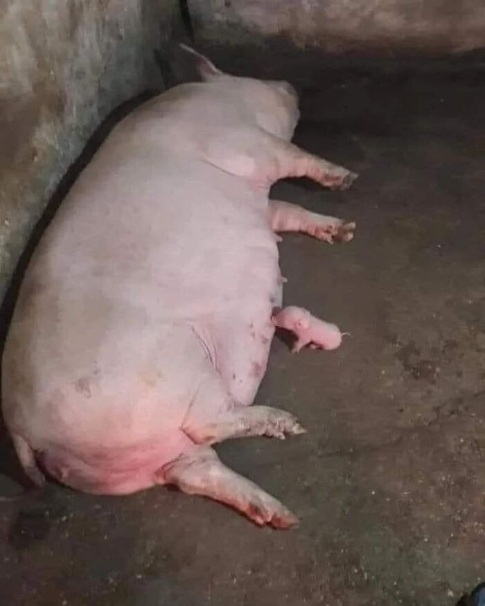 Pig lying on concrete floor with a tiny piglet beside it, showcasing hilarious moments caught on camera with animals.