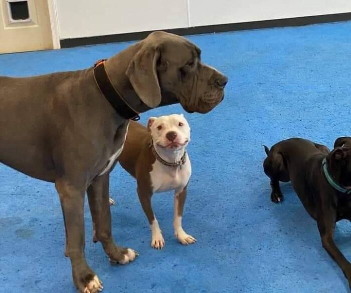 Three dogs on blue floor, capturing a hilarious moment of animals interacting indoors.