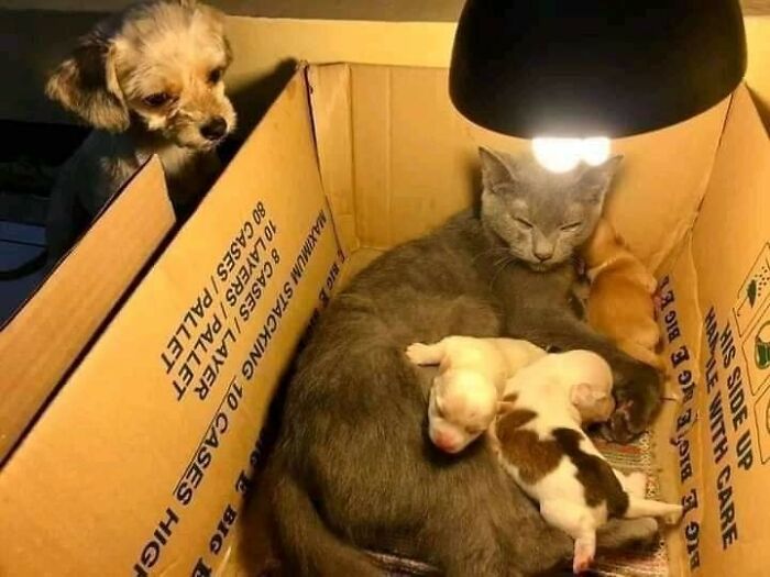 Cat cuddling newborn puppies in a cardboard box under a warm light, capturing hilarious moments of animals together.
