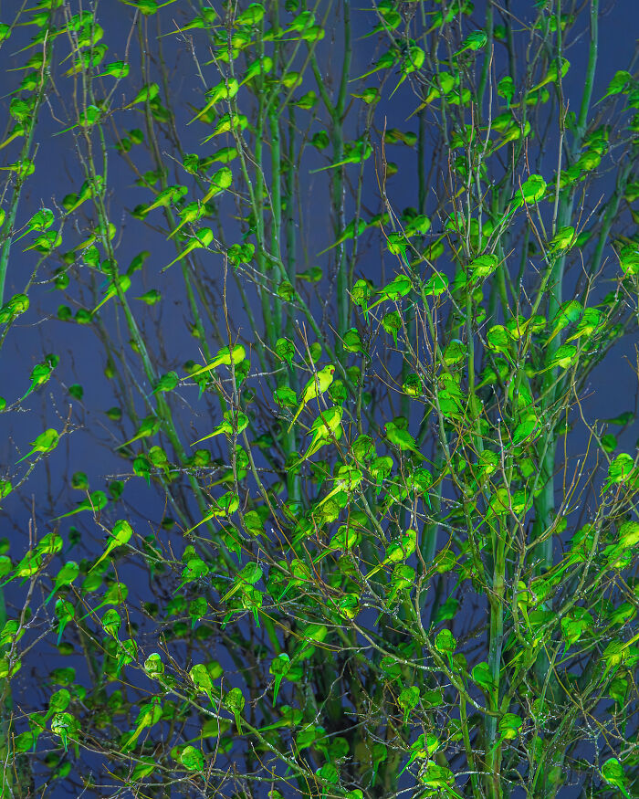 Don't Be Fooled, You See Leaves On A Tree In London In Winter, Not 1,000 Green Parrots