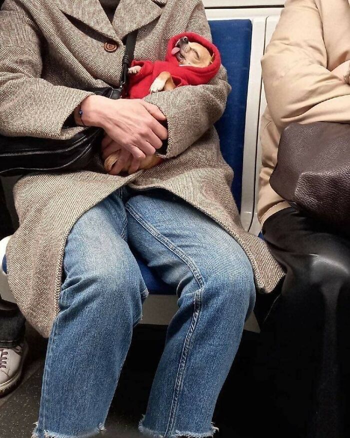 Person in a coat holding a small dog wearing a red hoodie on a bus seat, capturing a hilarious animal moment.