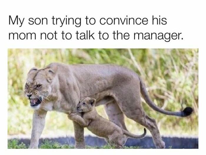 Lion cub clinging to its annoyed mother illustrating relatable memes for parents who are going through it.
