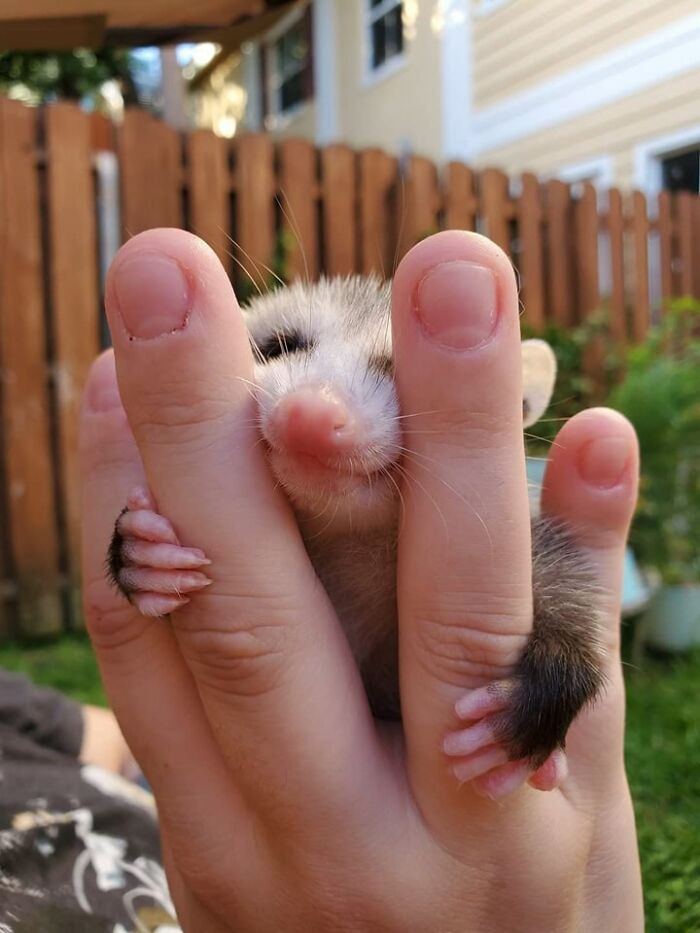 A small animal clinging to fingers, capturing a hilarious moment caught on camera with important animal images.