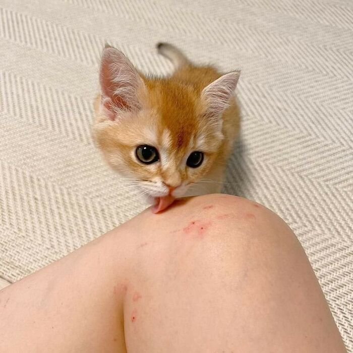 Kitten licking a person's knee with small scratches, captured in a hilarious animal moment image.