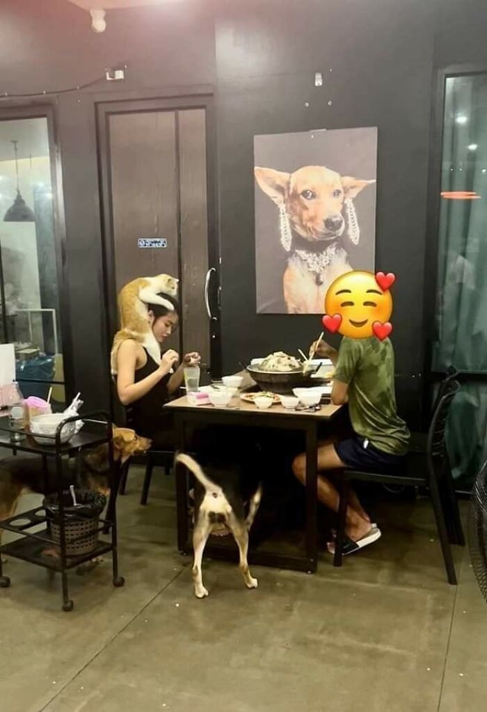 A woman sitting at a table with dogs around her including one climbing on her shoulders in a hilarious animal moment.