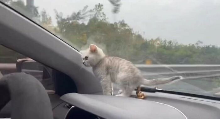 Kitten caught on camera standing on car dashboard with a blurred rainy window and trees outside, funny animal moment.
