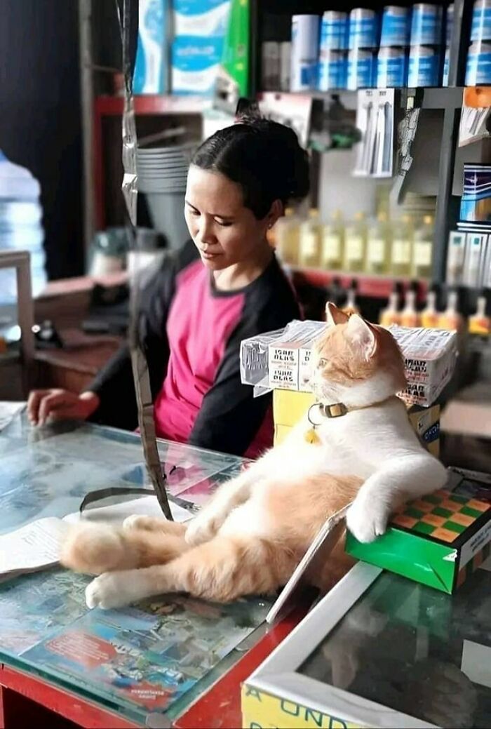 Cat lounging casually on a table while a woman in the background looks on in a hilarious animal moment caught on camera.
