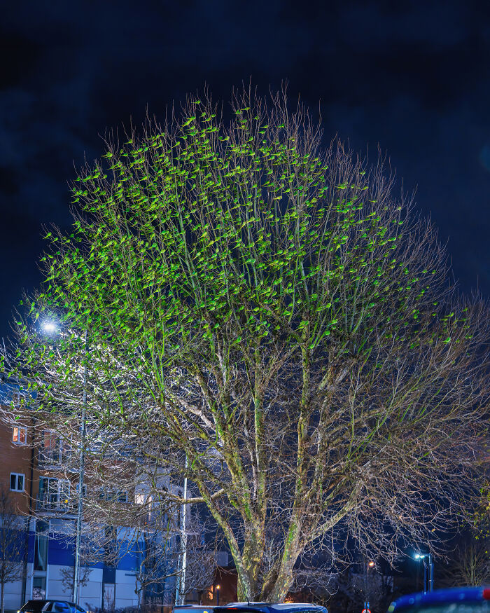Don't Be Fooled, You See Leaves On A Tree In London In Winter, Not 1,000 Green Parrots