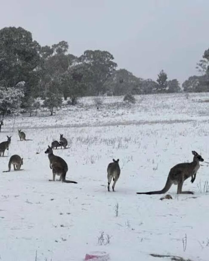 Kangaroos in a snowy field surrounded by trees, one of the places from around the world that look AI generated but are real.