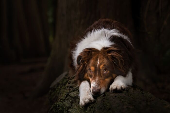 Brown and white dog resting on a log in a dark forest, one of the best dog photos by International Pet Photography Awards