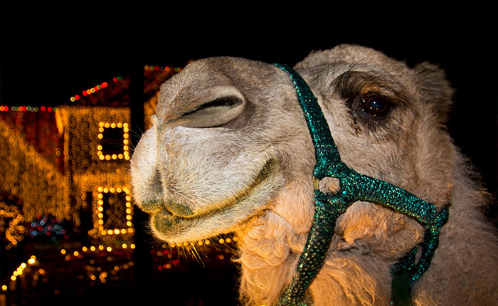 Close-up of a camel wearing a green halter with festive holiday lights in the background at night.