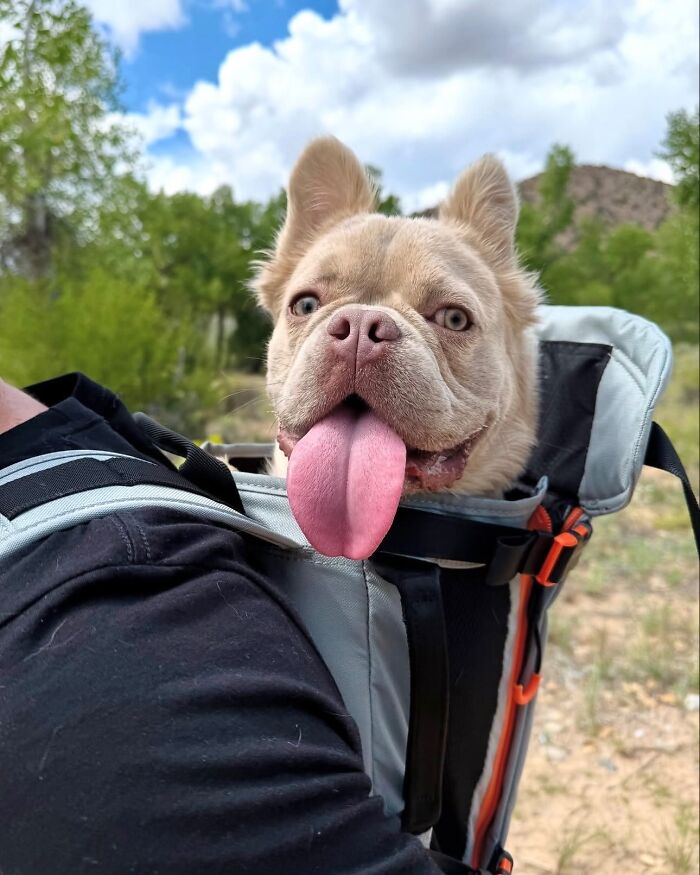 Happy dog sticking out tongue in a backpack enjoying city adventures outdoors with green trees and blue sky background
