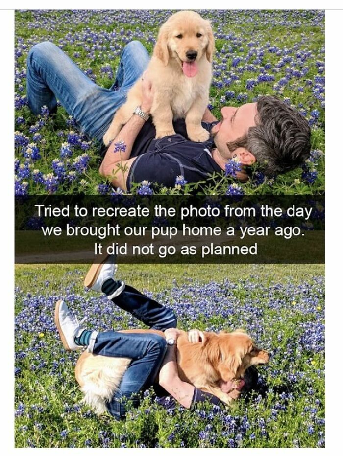 Man lying in a field of flowers with his golden retriever puppy, showing cute dogs posts moment a year apart.