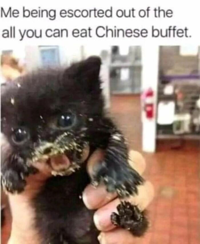 Small black animal covered in food, held in hand with humorous caption, a cute and sweet animal meme.