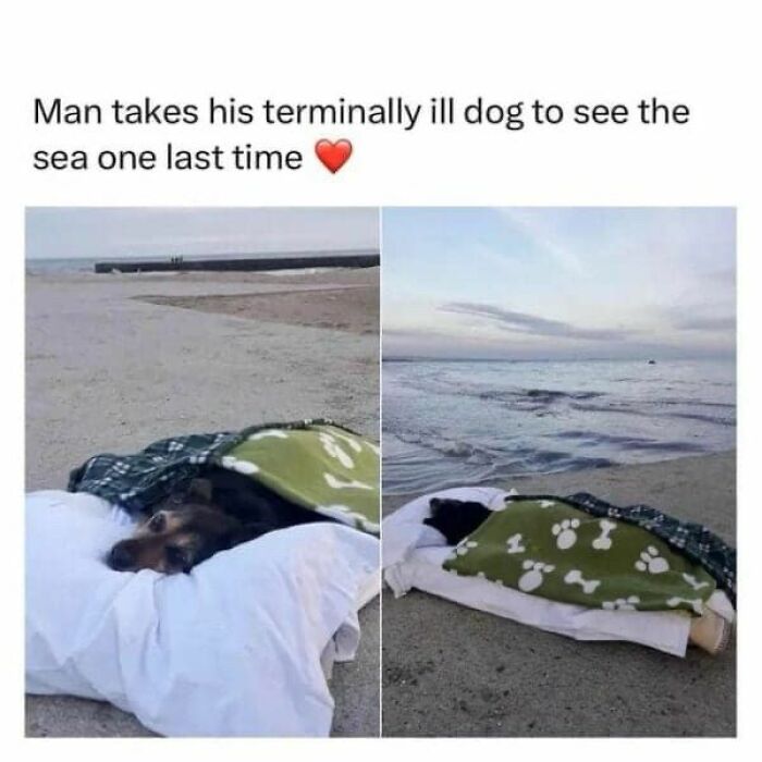 Man lying on beach with terminally ill dog covered in a blanket, sharing a peaceful moment by the sea in cute dogs posts.