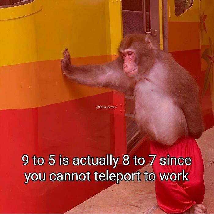 Monkey leaning on a colorful bus with a funny caption about work hours, sharing sarcastic humor on collective brain cells.