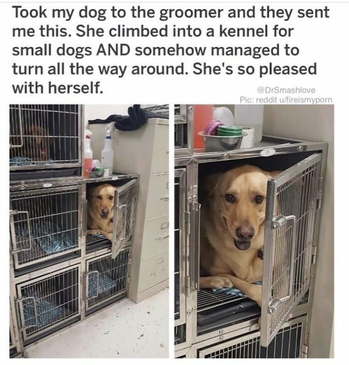 A cute dog inside a small kennel turned the wrong way, looking pleased with itself in a grooming area for cute dogs posts.