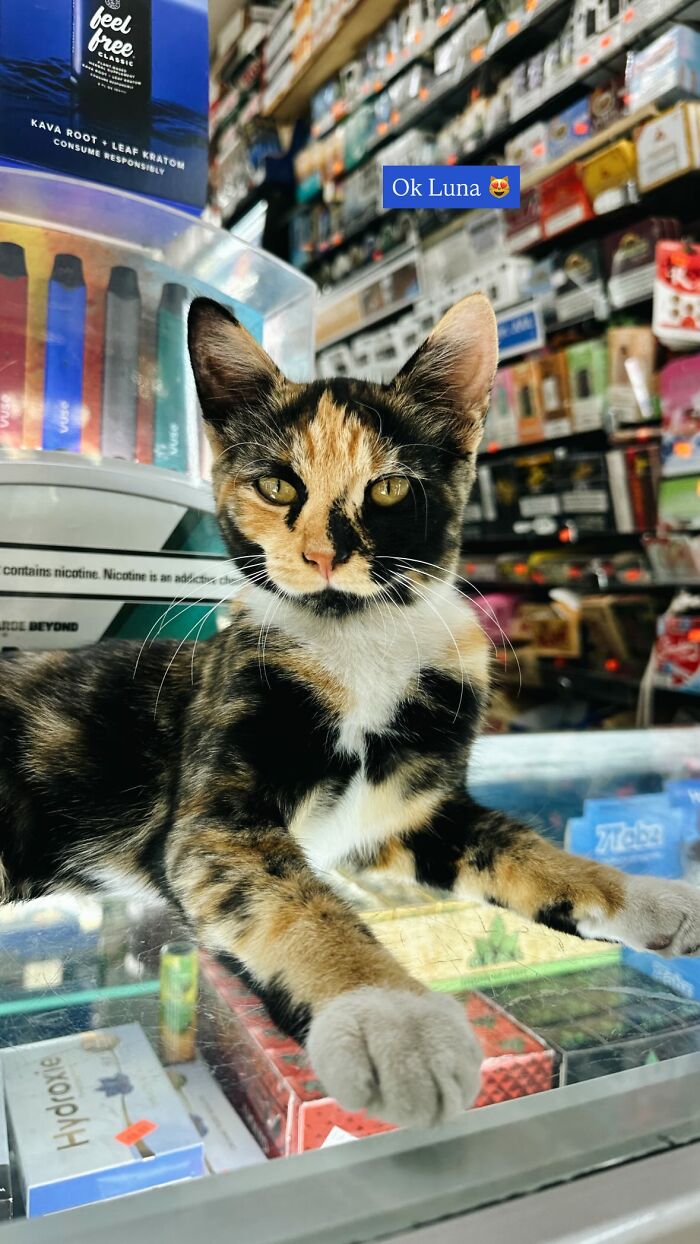 NYC Councilmember Volunteers To Lead Bodega Cat Bill In 2026
