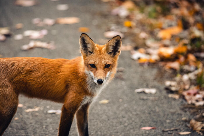 Red fox standing on a path with autumn leaves, one of the bizarre things people ever seen through a neighbor’s window.