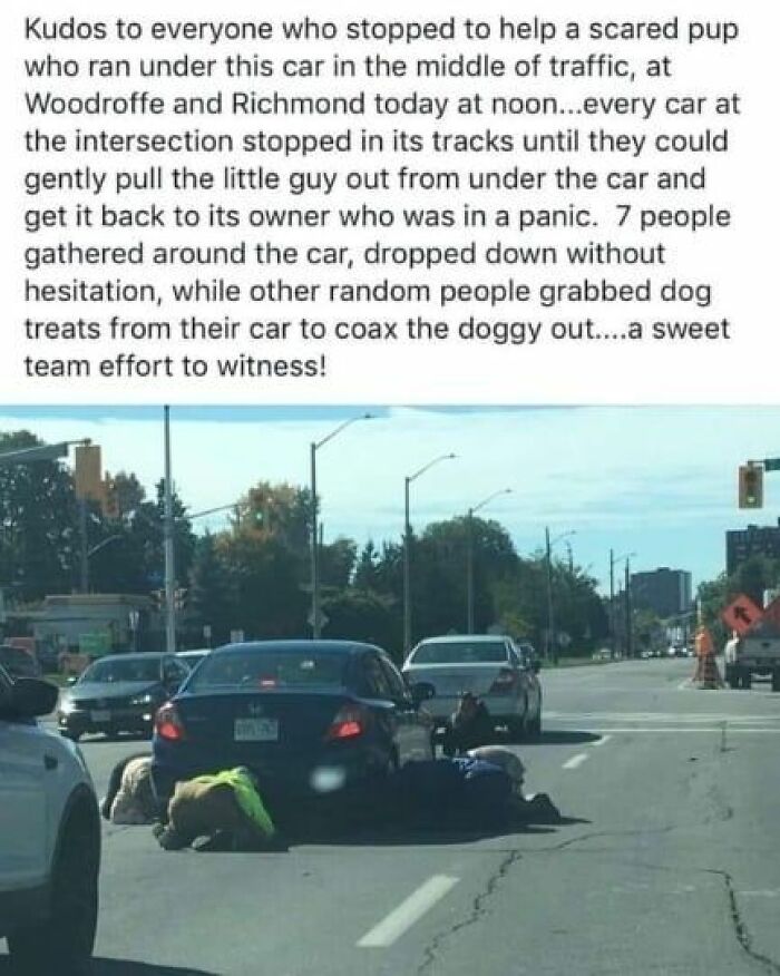 People sharing cute dog pics and strangers helping a scared pup trapped under a car in traffic at an intersection.