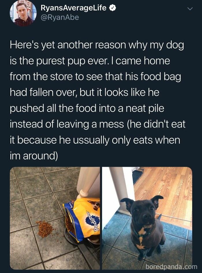 Tweet about a dog neatly piling spilled food instead of making a mess, featured in cheerful memes about wasting time online.