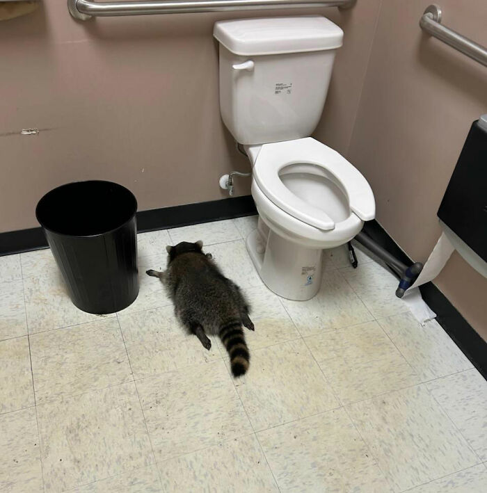Raccoon passed out on bathroom floor next to toilet after raiding liquor store, sparking hilarious reactions online.