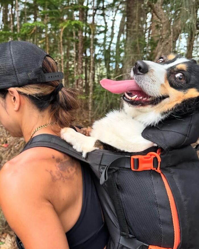 Happy dog in backpack being carried by person through forest, showcasing adorable photos of dogs in backpacks on city adventures
