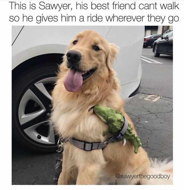 Golden retriever wearing a harness carries a small dog with a wheelchair, a heartwarming moment in cute dogs posts.