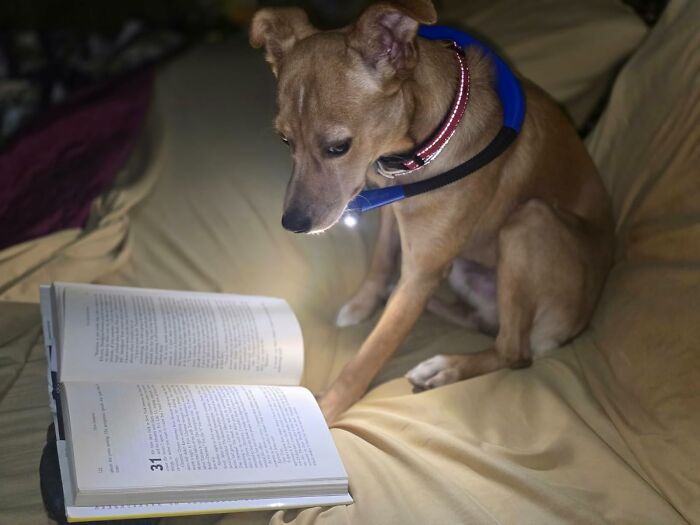 Dog wearing a lighted collar reading a book on a couch, showcasing popular Amazon wish list products at night.