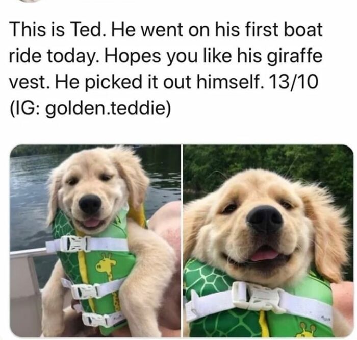 Golden retriever puppy wearing a green giraffe vest on a boat ride, smiling and enjoying the cute dogs posts.
