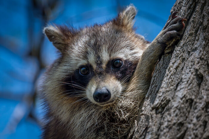 Close-up of a raccoon climbing a tree, one of the most bizarre things people ever seen through a neighbor’s window.