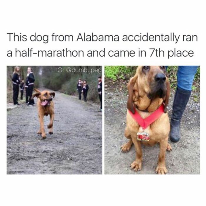 Cute dog from Alabama running a half-marathon and wearing a medal, featured in adorable cute dogs posts.