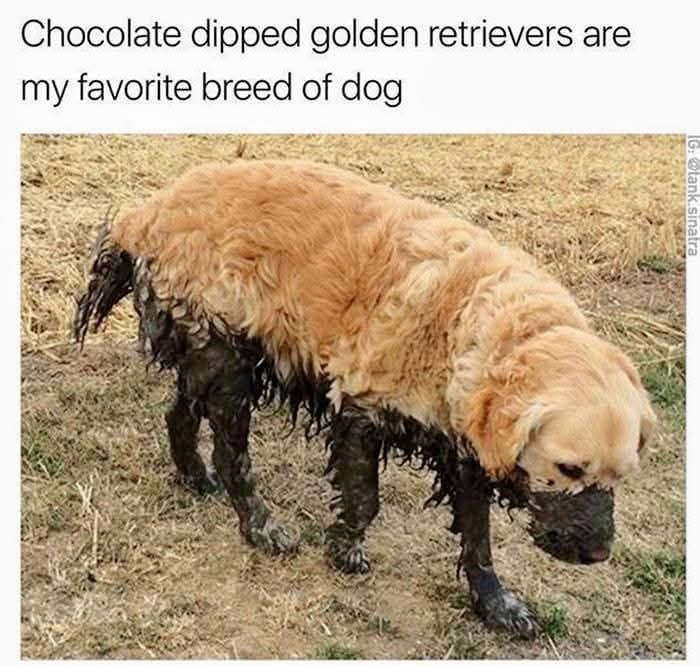Golden retriever covered in mud resembling chocolate dipped dog, a cute animal meme for daily dose of funny content.