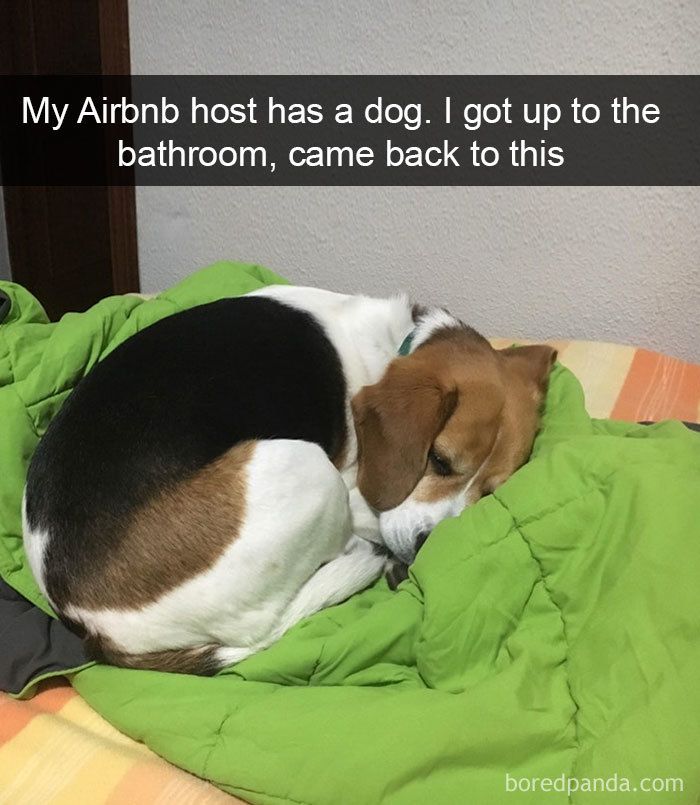 Beagle curled up and sleeping on a green blanket, perfect for cute dogs posts about pets and comfort.