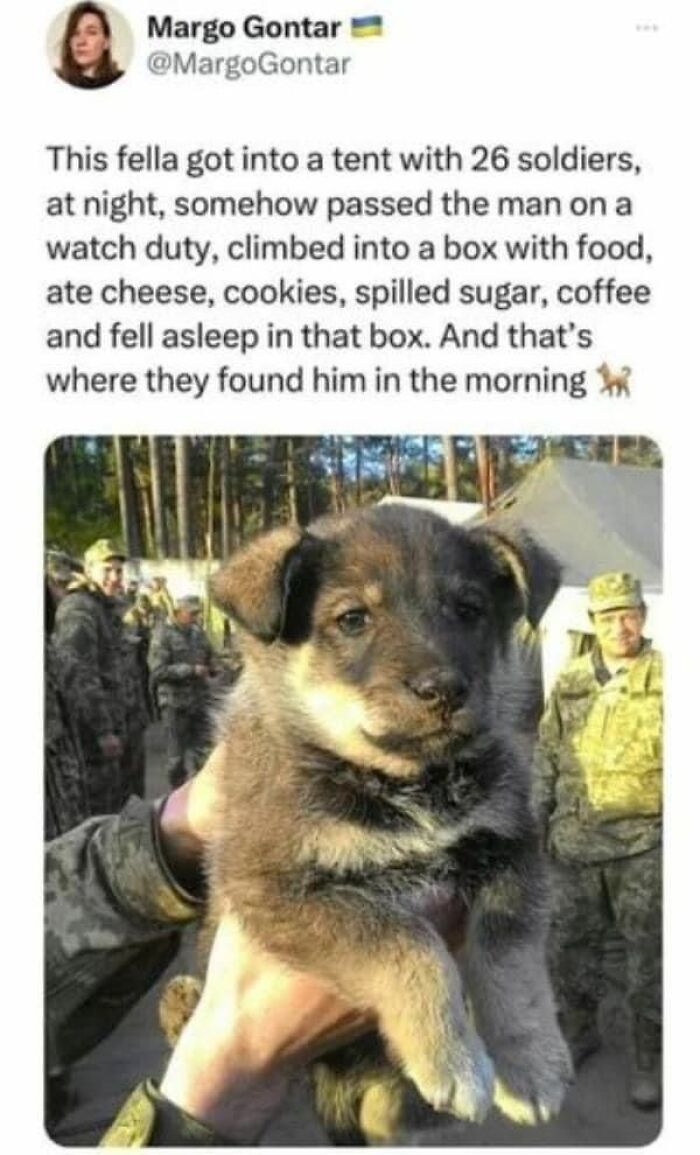 A cute dog puppy held by a soldier with others in uniform and tents in the background, cute dogs posts.