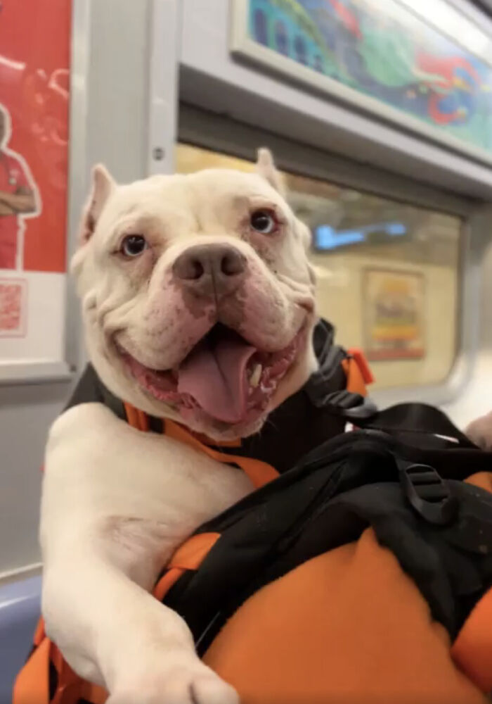 Happy adopted dog sitting in an orange backpack, enjoying a ride on public transit after finding a furever home.