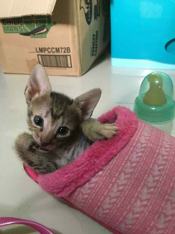 Kitten recently adopted, cozy inside a pink slipper with a baby bottle nearby, symbolizing furever home comfort.