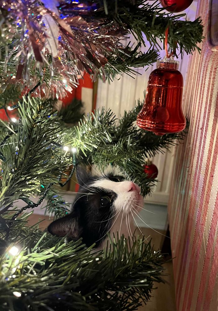 Black and white cat exploring a decorated Christmas tree in an adorable recently adopted pet moment.