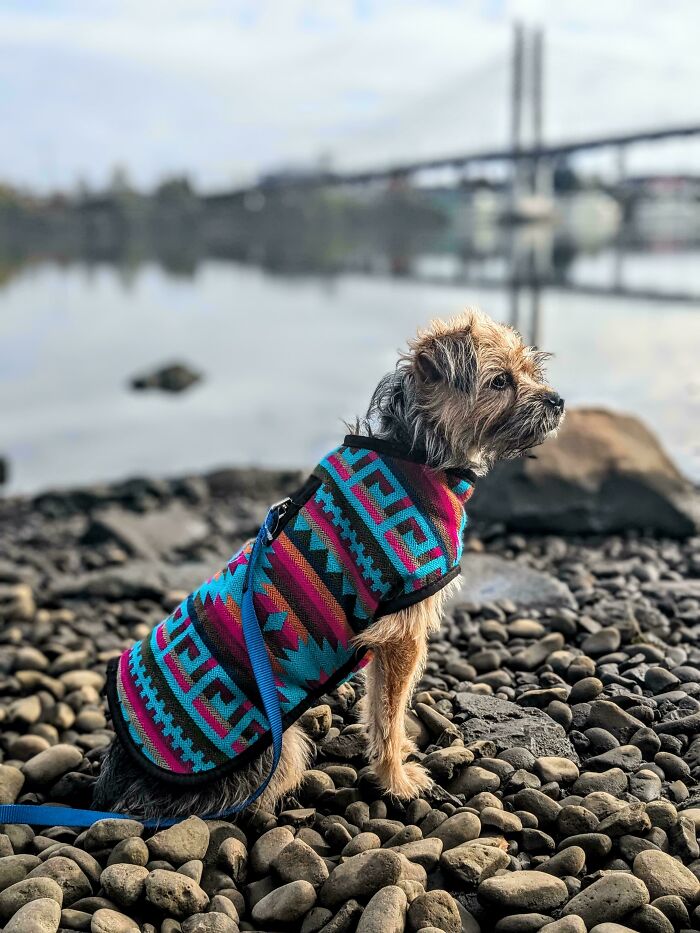 Small dog wearing a colorful sweater sitting on rocky shore near water, symbolizing recently adopted pets in their furever homes.
