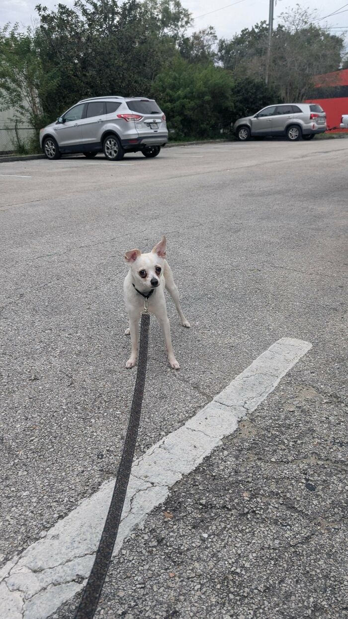 Small dog on a leash standing in a parking lot, one ear up, capturing adorable recently adopted pets.