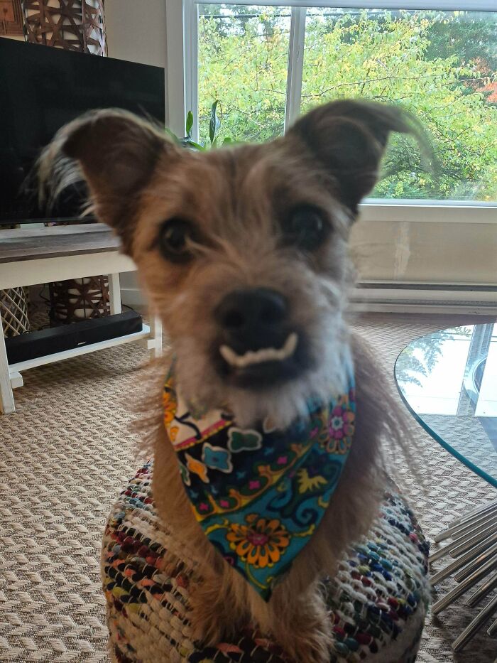 Small dog wearing a colorful bandana sitting indoors, showcasing adorable pets recently adopted into their furever homes.