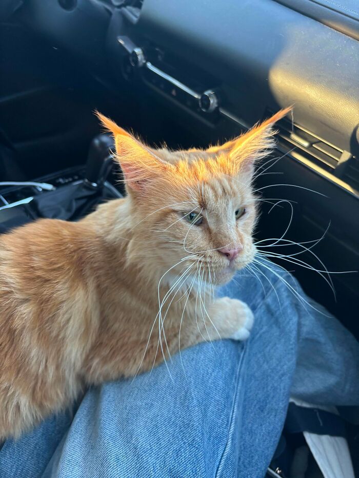Orange tabby cat resting on person's lap inside a car, one of the recently adopted pets in their furever home.
