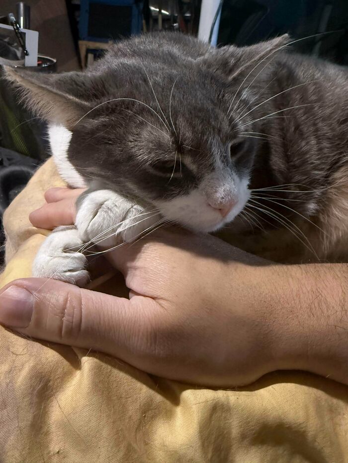 Gray and white cat resting peacefully, holding onto a person's hand, showcasing recently adopted pets in furever homes.