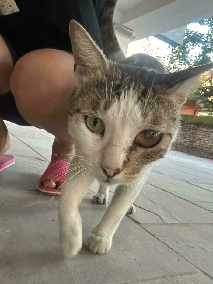 Close-up of an adorable recently adopted cat walking outside its new furever home on a sunny day.