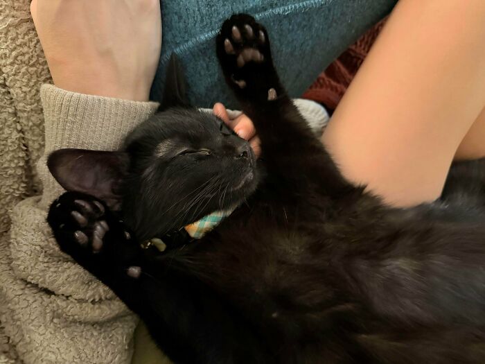 Black cat sleeping peacefully on person's lap, showing the joy of pets recently adopted into their furever homes.