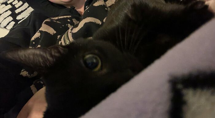 Close-up of a black cat resting comfortably in a newly adopted pet’s furever home.