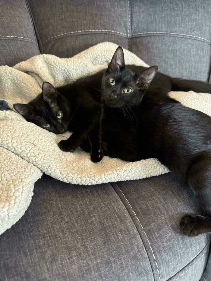 Two adorable black cats resting together on a cozy blanket, showcasing recently adopted pets in their furever homes.