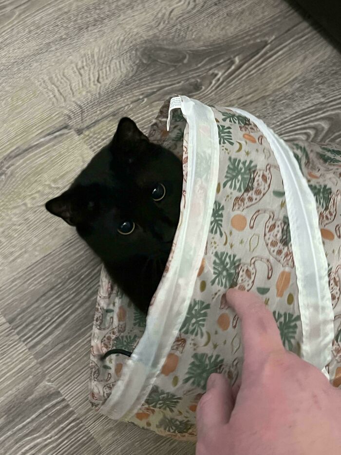 Black cat peeking from a patterned fabric tunnel, moments before a playful attack on its owner’s hand on wooden floor.