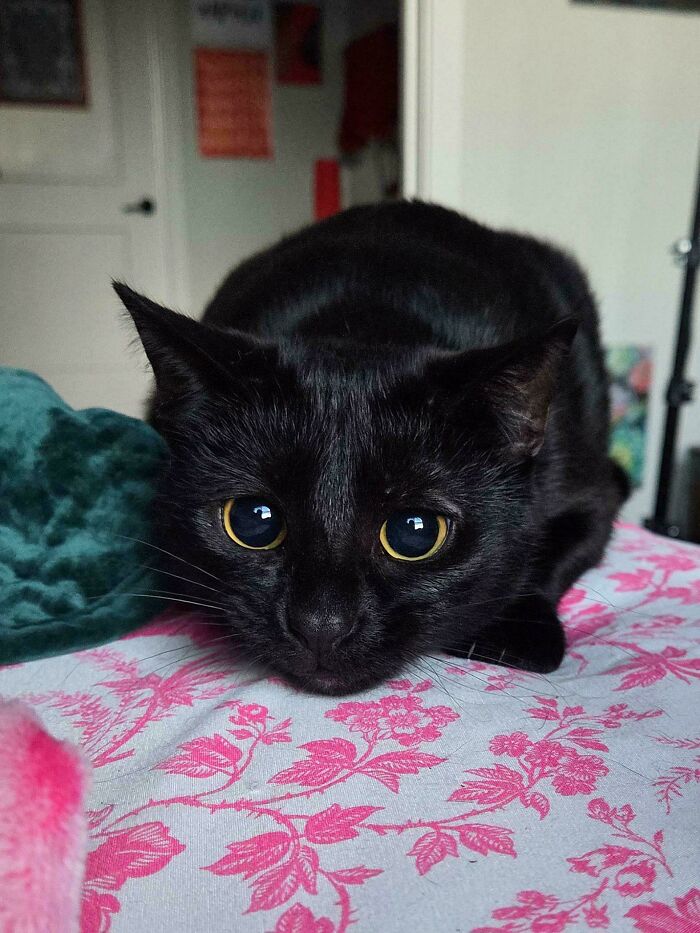 Black cat crouched low on a floral bedcover with wide eyes, capturing a cat moments before attack owners.