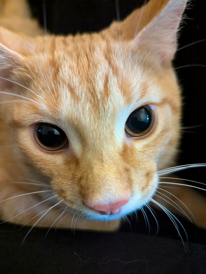 Close-up of a cute orange cat with wide eyes moments before it is about to attack its owner playfully.